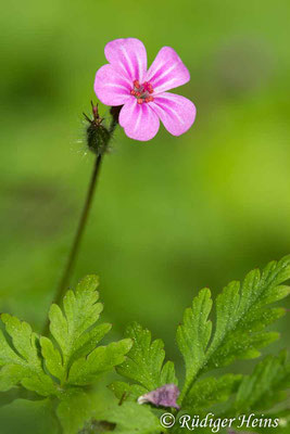 Geranium robertianum (Ruprechtskraut), 1.5.2024