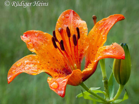 Lilium bulbiferum (Feuer-Lilie)