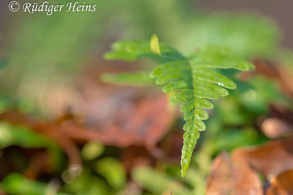 Polypodium vulgare (Gewöhnlicher Tüpfelfarn), 17.12.2017