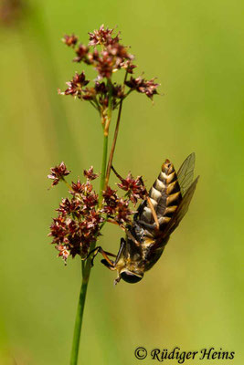 Tabanus sudeticus (Pferdebremse), 15.7.2018