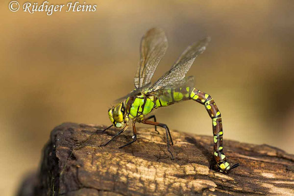 Aeshna cyanea, Blaugrüne Mosaikjungfer, Eiablage