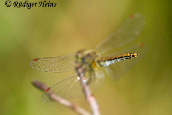 Sympetrum flaveolum (Gefleckte Heidelibelle) Weibchen, 8.8.2018