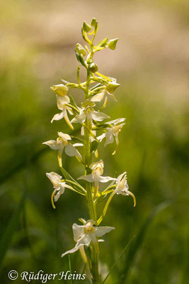 Platanthera chlorantha  (Grünliche Waldhyazinthe), 19.5.2012