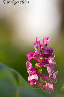 Corydalis cava (Hohler Lerchensporn), 19.4.2023