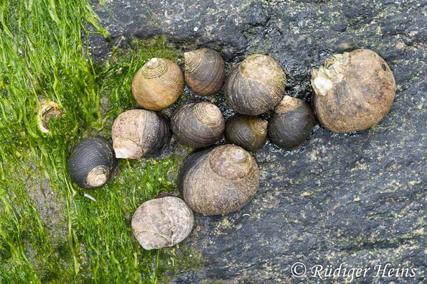 Littorina littorea (Große Strandschnecke), 14.7.2008