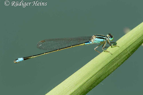 Ischnura senegalensis (Senegal-Pechlibelle) Weibchen, 26.1.2023