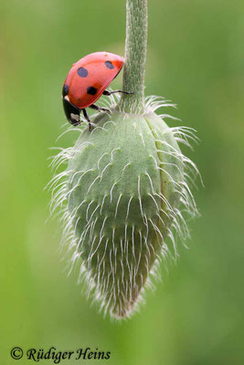 Papaver dubium (Saat-Mohn), 28.5.2007