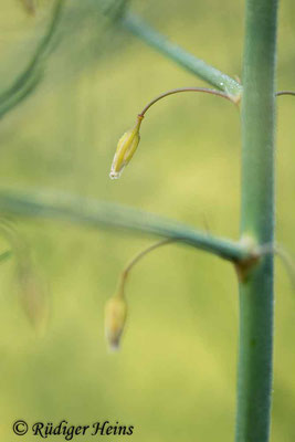 Asparagus officinalis (Weißer Spargel), 11.6.2021