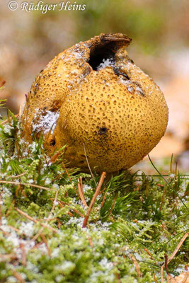 Scleroderma citrinum (Kartoffelbovist), 3.1.2016 (Stack aus 10 Aufnahmen)