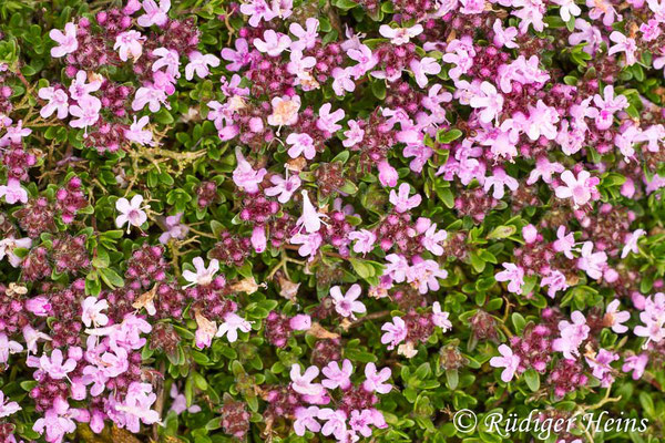 Thymus serpyllum (Sand-Thymian), 3.6.2014