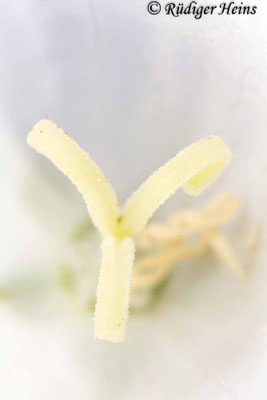 Campanula persicifolia (Pfirsichblättrige Glockenblume), 20.7.2014