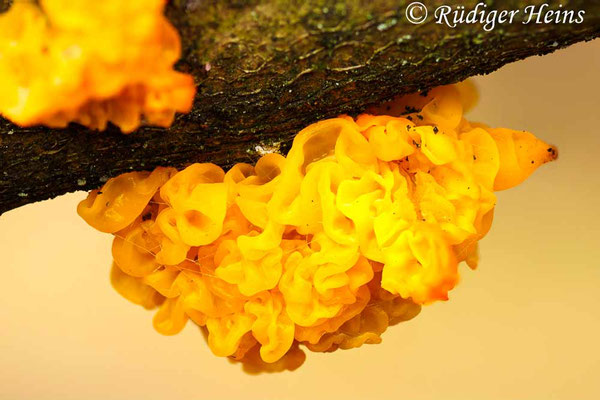 Goldgelber Zitterling (Tremella mesenterica), 30.12.2016
