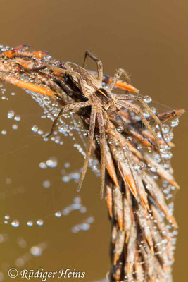 Pisaura mirabilis (Listspinne), 6.11.2018