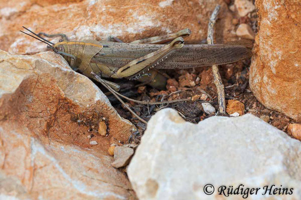 Anacridium aegyptium (Ägyptische Wanderheuschrecke) Weibchen bei Eiablage, 30.6.2010
