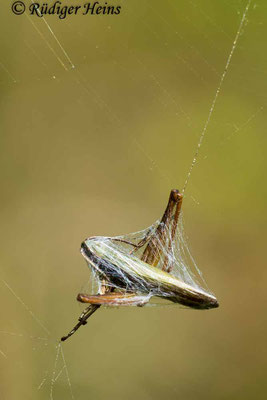 Chorthippus dorsatus (Wiesengrashüpfer) Männchen im Spinnennetz, 16.9.2018