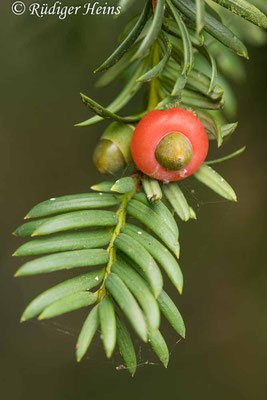 Taxus baccata (Europäische Eibe), 10.10.2023