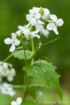 Lunaria annua (Einjähriges Silberblatt), 11.5.2020