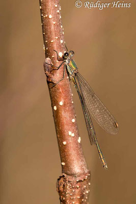 Chalcolestes viridis (Gemeine Weidenjungfer) Männchen, 7.11.2020