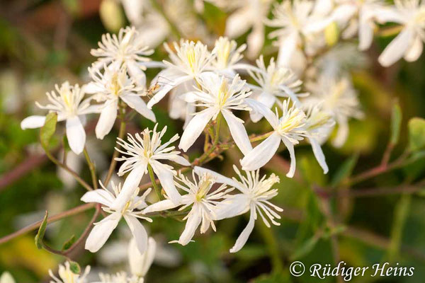 Clematis flammula (Brennende Waldrebe)