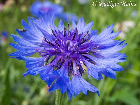 Centaurea cyanus (Kornblume), 4.7.2021