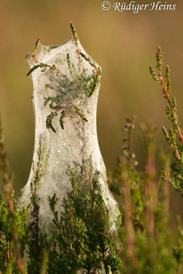 Calluna vulgaris, Besenheide