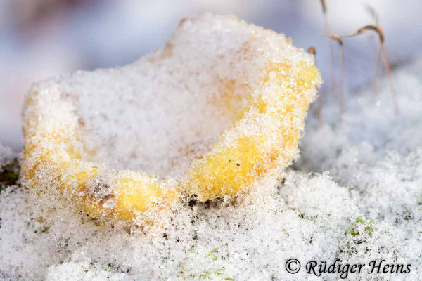 Scleroderma citrinum (Kartoffelbovist), 29.12.2014
