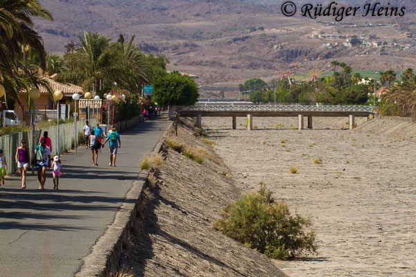 Gallotia stehlini (Gran-Canaria-Rieseneidechse) Habitat bei Maspalomas, 3.8.2015