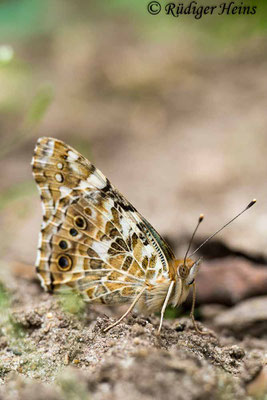 Vanessa cardui (Distelfalter), 5.8.2019