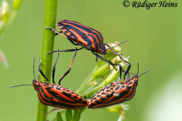 Graphosoma lineatum (Streifenwanze), 28.5.2020