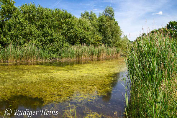 Erythromma viridulum (Kleines Granatauge) Habitat, 15.6.2017