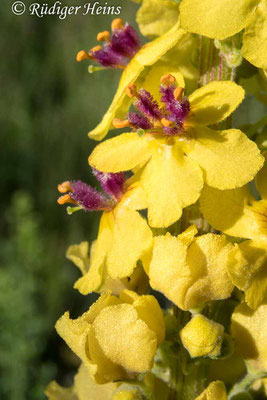 Verbascum nigrum (Schwarze Königskerze), 21.6.2020