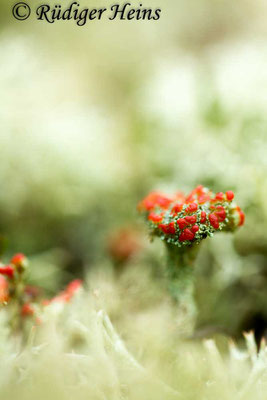 Cladonia sp., 31.10.2017