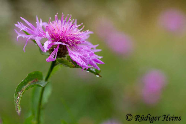 Centaurea jacea (Wiesen-Flockenblume), 18.7.2017