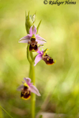 Ophrys holoserica (Hummel-Ragwurz), 21.5.2015