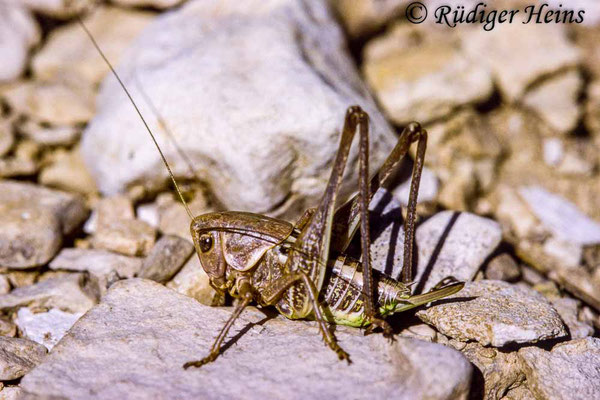 Decticus albifrons (Südlicher Warzenbeißer) Weibchen Larve, 19.6.1991 (Scan von Dia)