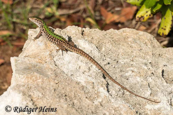 Podarcis sicula (Ruineneidechse)