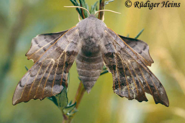 Laothoe populi (Pappelschwärmer), 18.7.1997 (Scan vom Dia)