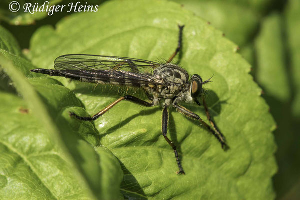 Neoitamus cyanurus (Gemeiner Strauchdieb) Weibchen, 18.6.2021