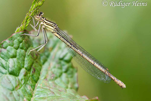 Platycnemis pennipes (Blaue Federlibelle) Weibchen, 15.6.2008