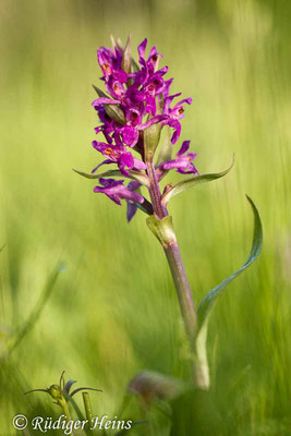 Dactylorhiza majalis (Breitblättrige Fingerwurz), 27.5.2017