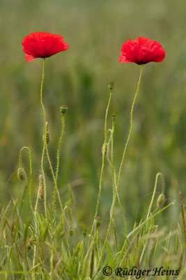 Papaver rhoeas (Klatschmohn), 15.6.2012