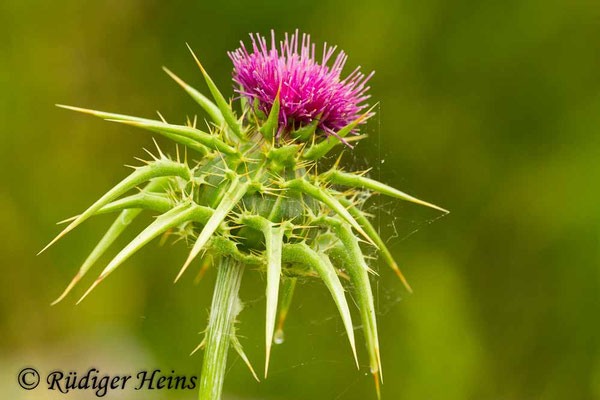 Silybum marianum (Mariendistel), 21.5.2013