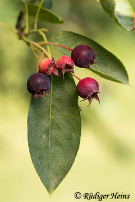 Amelanchier ovalis (Gewöhnliche Felsenbirne), 27.6.2020