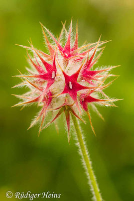 Trifolium stellatum (Stern-Klee)