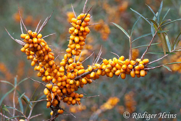 Hippophae rhamnoides (Sanddorn)