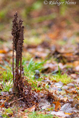 Matteuccia struthiopteris (Straußfarn), 24.12.2015