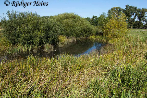 Aeshna mixta, Herbst-Mosaikjungfer, Fortpflanzungsgewässer