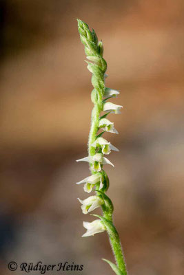 Spiranthes spiralis (Herbst-Drehwurz), 30.10.2007