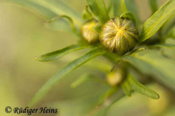 Nickender Zweizahn (Bidens cernua), 7.9.2022 - Makroobjektiv 100mm f/2,8