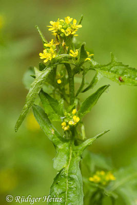 Sisymbrium officinale (Weg-Rauke), 27.5.2019